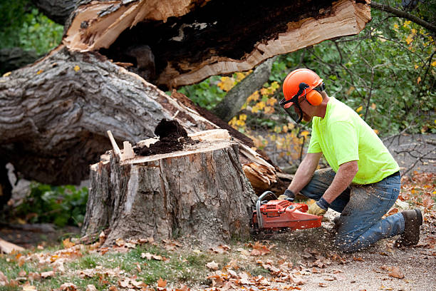 Tree Removal for Businesses in Temple, GA